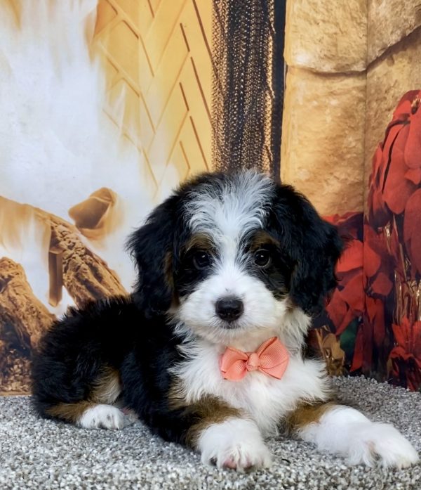 Photo of Ms. Bella the Mini-Bernedoodle puppy