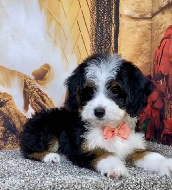 Photo of Ms. Bella the Mini-Bernedoodle puppy