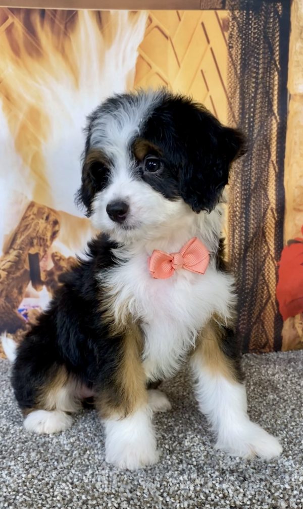 Photo of Ms. Bella the Mini-Bernedoodle puppy