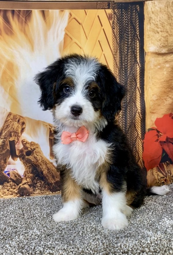 Photo of Ms. Bella the Mini-Bernedoodle puppy
