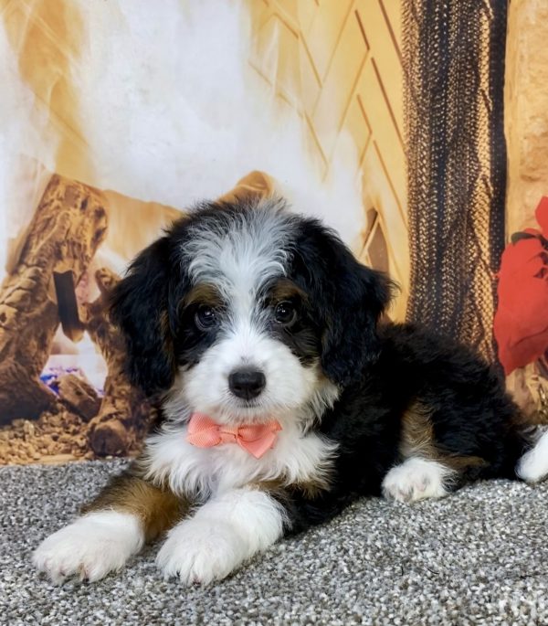 Photo of Ms. Bella the Mini-Bernedoodle puppy