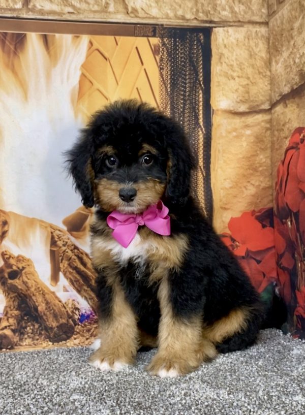 Photo of Ms. Beth the Mini-Bernedoodle puppy