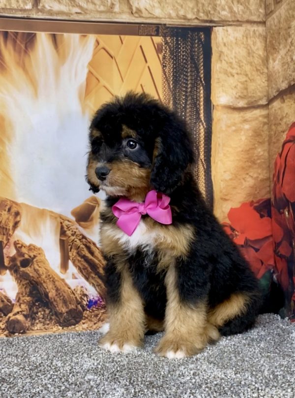 Photo of Ms. Beth the Mini-Bernedoodle puppy