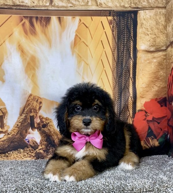 Photo of Ms. Beth the Mini-Bernedoodle puppy