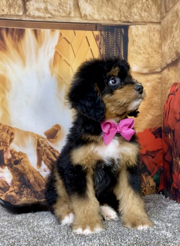 Photo of Ms. Beth the Mini-Bernedoodle puppy