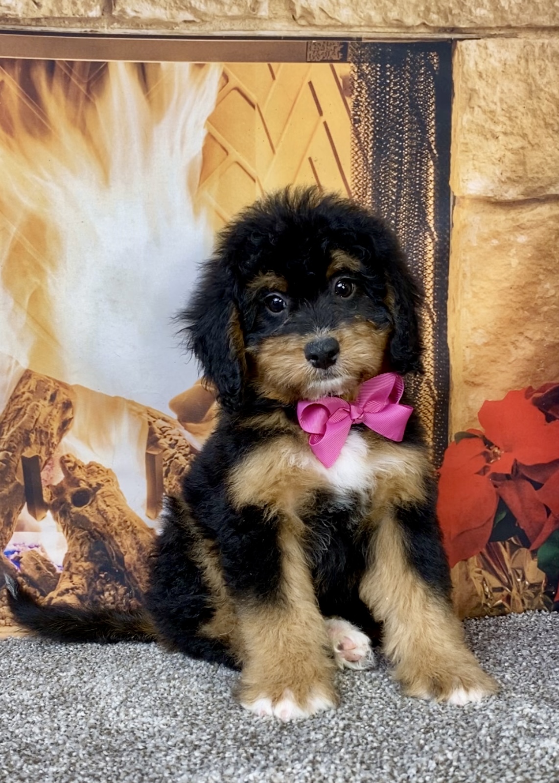 Photo of Ms. Beth the Mini-Bernedoodle puppy