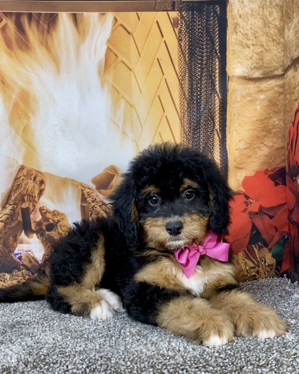 Photo of Ms. Beth the Mini-Bernedoodle puppy