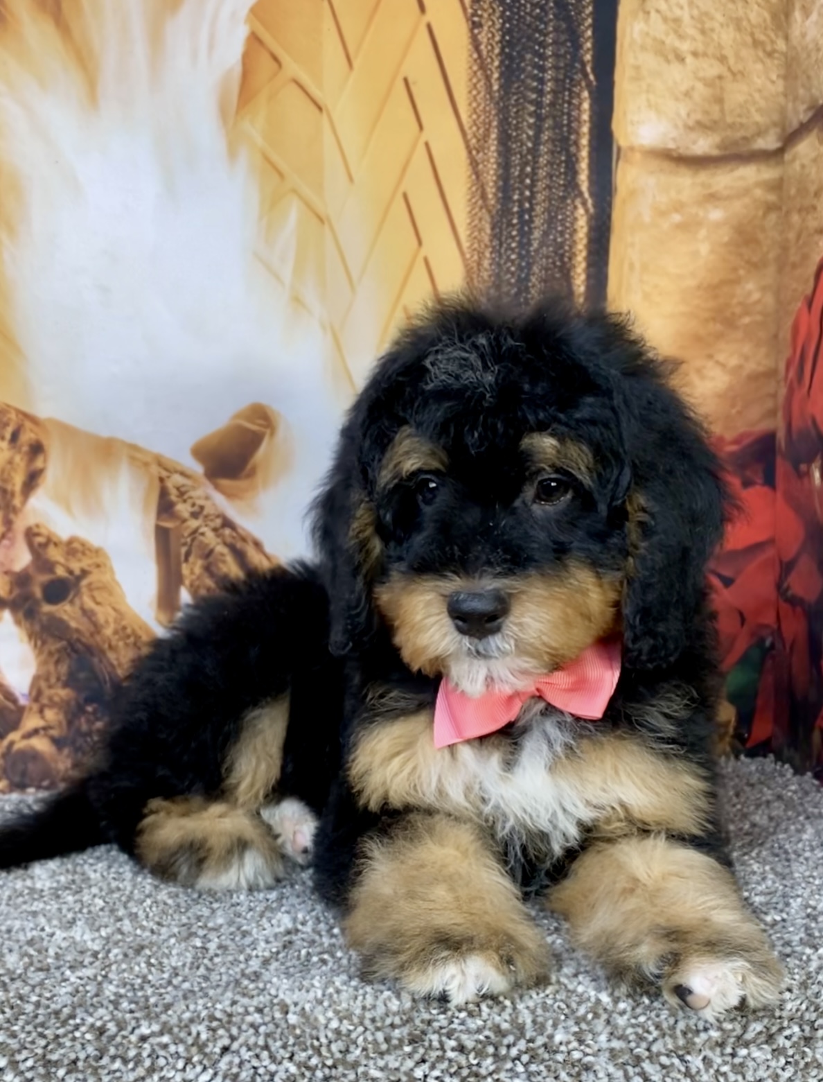 Photo of Ms. Bowie the Mini-Bernedoodle puppy