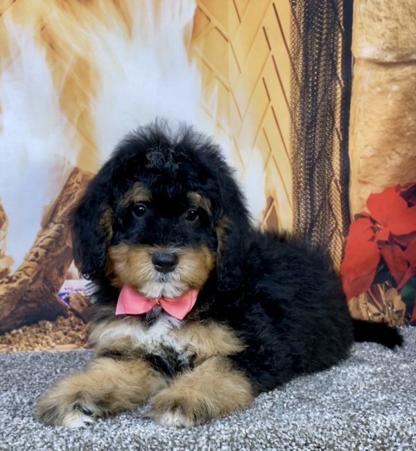 Photo of Ms. Bowie the Mini-Bernedoodle puppy