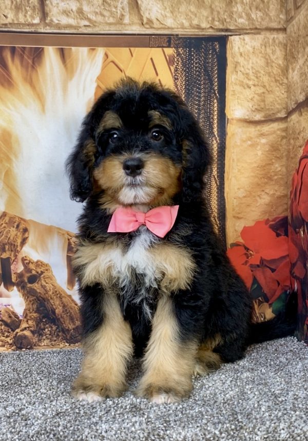 Ms. Bowie the  Mini-Bernedoodle puppy