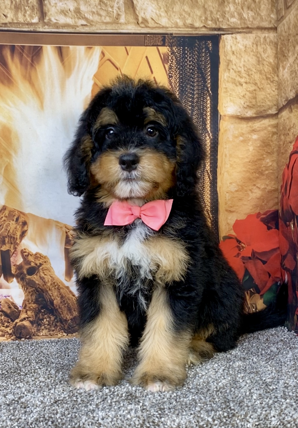 Photo of Ms. Bowie the Mini-Bernedoodle puppy