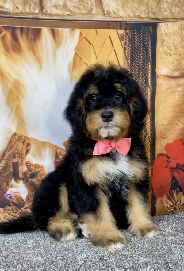Photo of Ms. Bowie the Mini-Bernedoodle puppy