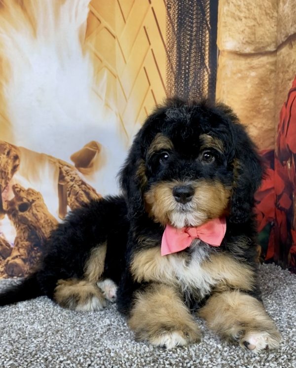 Photo of Ms. Bowie the Mini-Bernedoodle puppy
