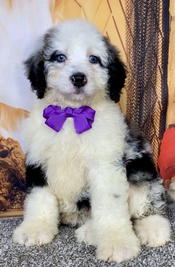 Photo of Ms. Candy the Mini-Bernedoodle puppy