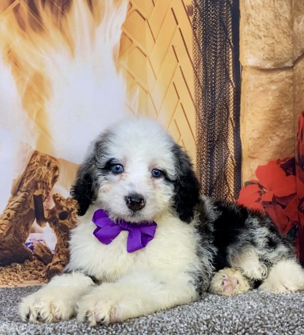 Photo of Ms. Candy the Mini-Bernedoodle puppy