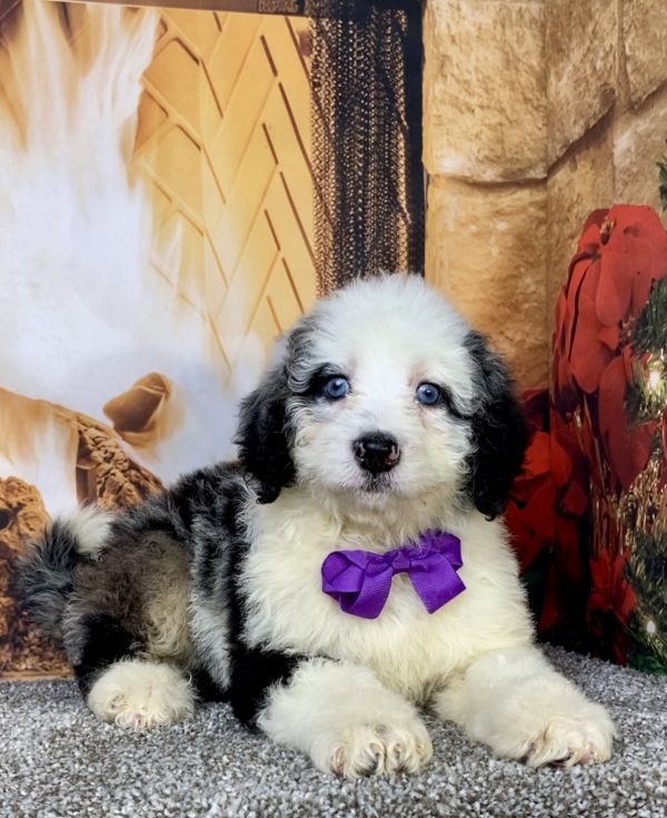 Photo of Ms. Candy the Mini-Bernedoodle puppy