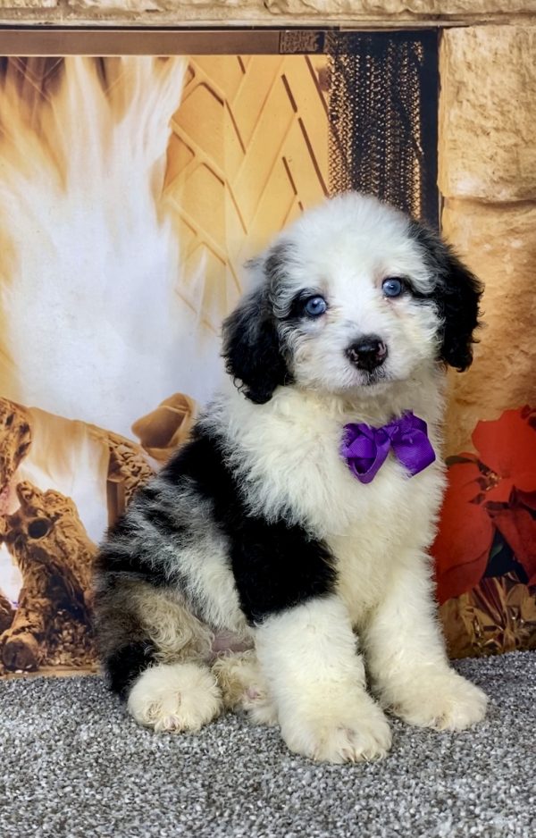 Ms. Candy the Mini-Bernedoodle puppy