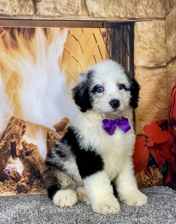 Photo of Ms. Candy the Mini-Bernedoodle puppy