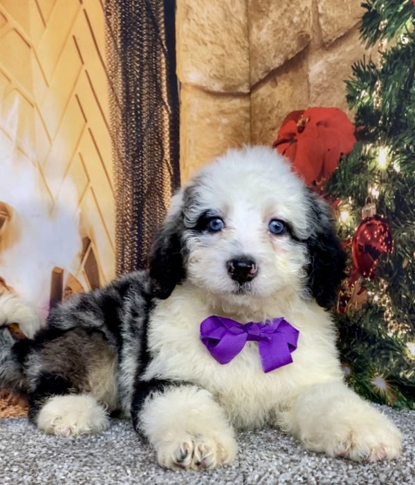 Photo of Ms. Candy the Mini-Bernedoodle puppy