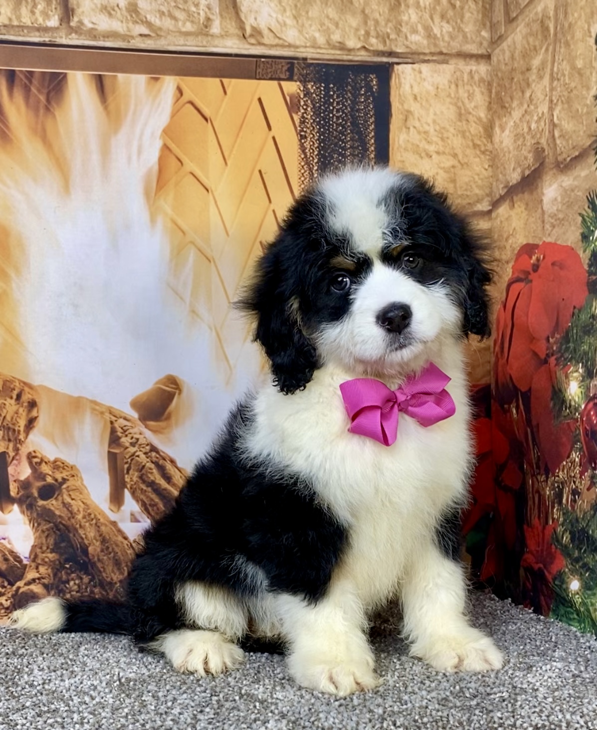 Photo of Ms. Carmel the Mini-Bernedoodle puppy
