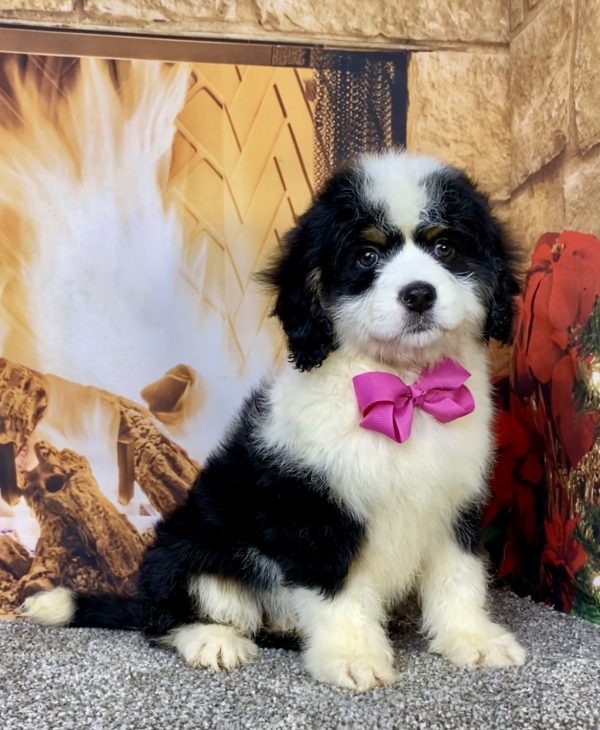 Photo of Ms. Carmel the Mini-Bernedoodle puppy