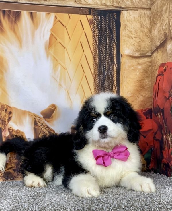 Photo of Ms. Carmel the Mini-Bernedoodle puppy
