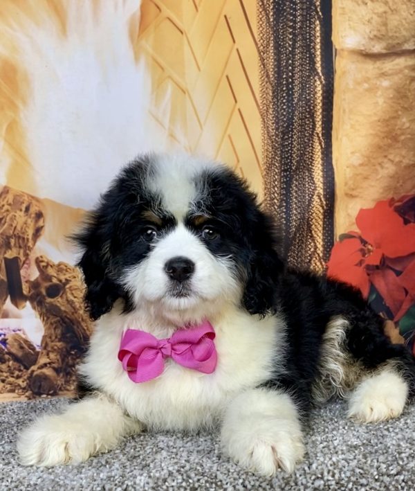 Photo of Ms. Carmel the Mini-Bernedoodle puppy