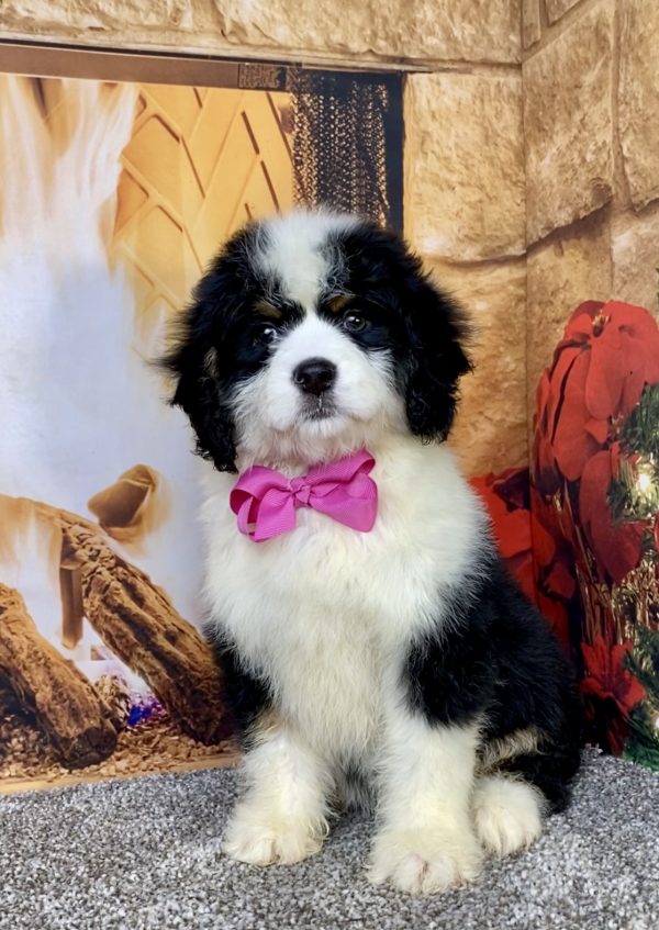 Photo of Ms. Carmel the Mini-Bernedoodle puppy
