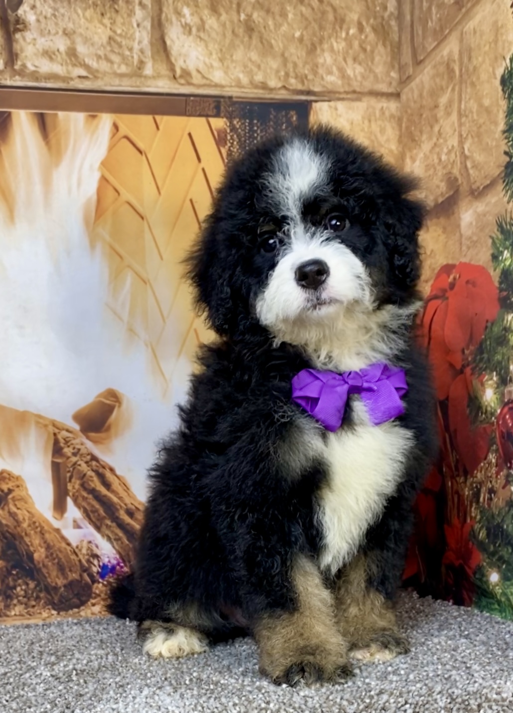 Photo of Ms. Coco the Mini-Bernedoodle puppy