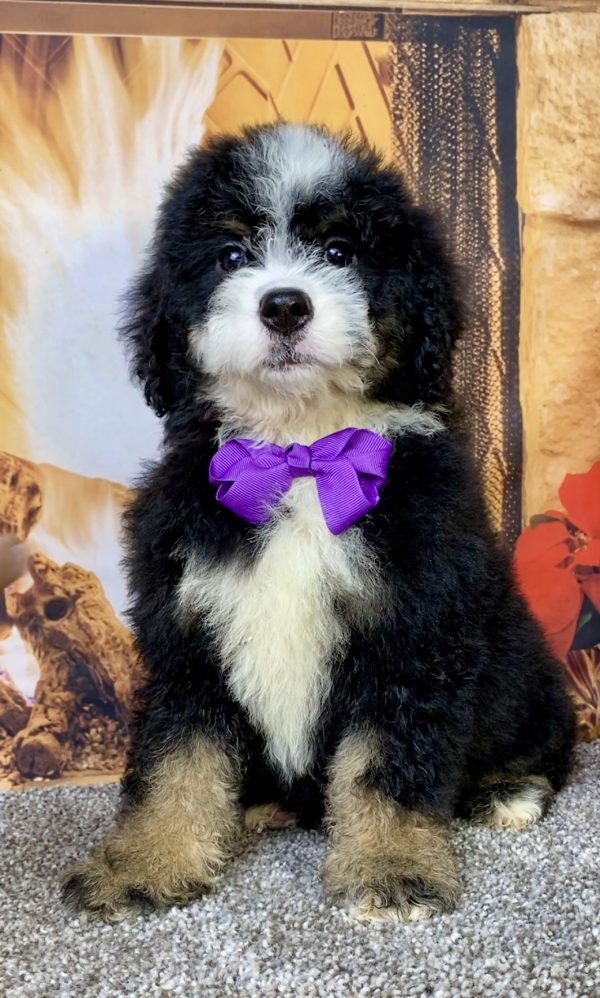 Photo of Ms. Coco the Mini-Bernedoodle puppy