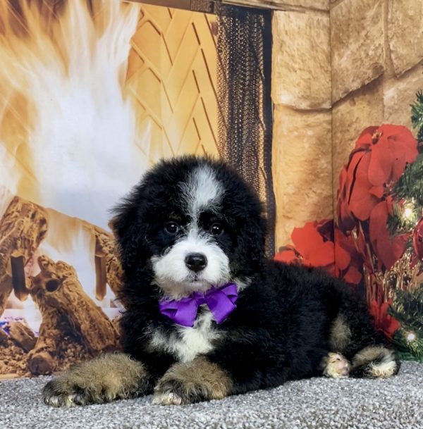 Photo of Ms. Coco the Mini-Bernedoodle puppy