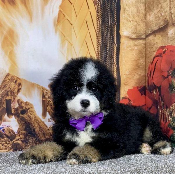 Photo of Ms. Coco the Mini-Bernedoodle puppy
