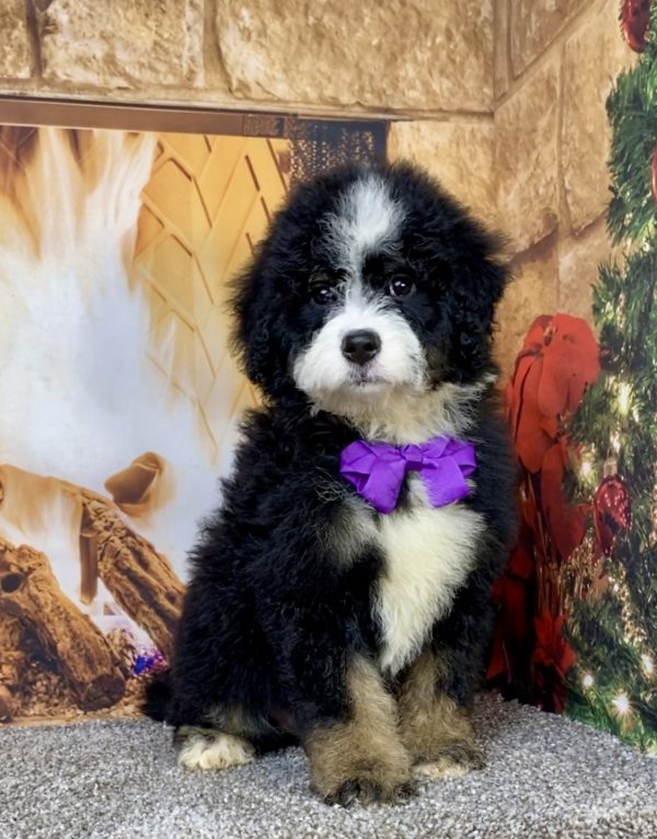 Photo of Ms. Coco the Mini-Bernedoodle puppy