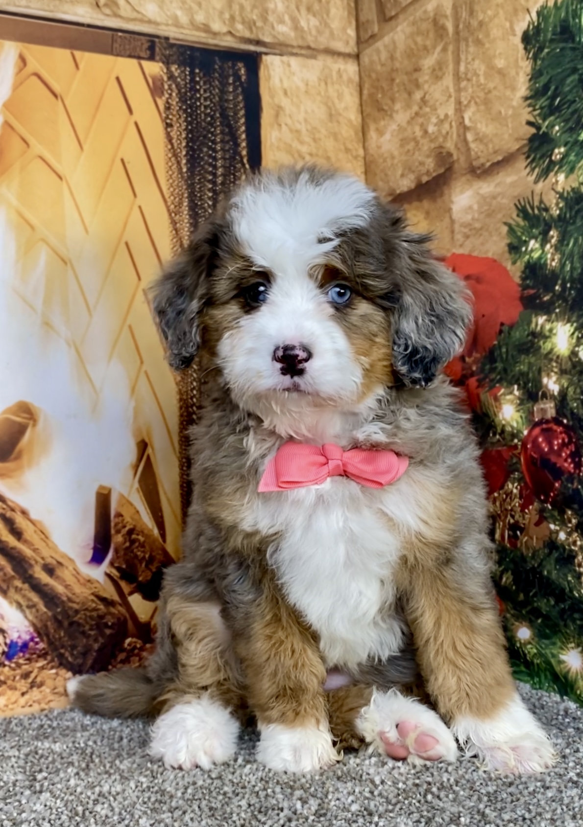 Photo of Ms. Grace the Mini-Bernedoodle puppy