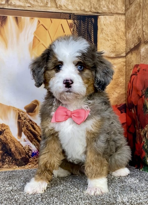 Photo of Ms. Grace the Mini-Bernedoodle puppy