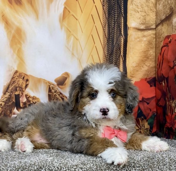 Photo of Ms. Grace the Mini-Bernedoodle puppy