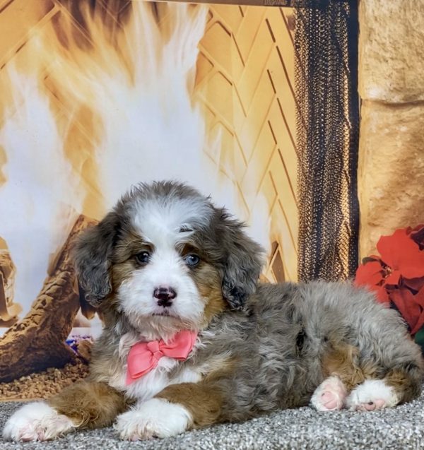 Photo of Ms. Grace the Mini-Bernedoodle puppy