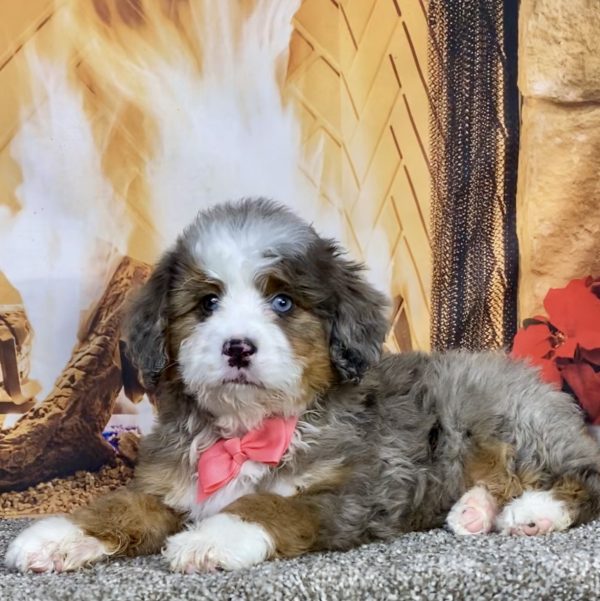 Photo of Ms. Grace the Mini-Bernedoodle puppy