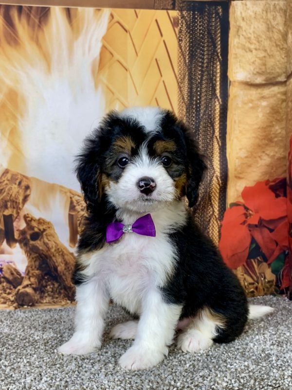 Ms. Hailey the Mini-Bernedoodle puppy