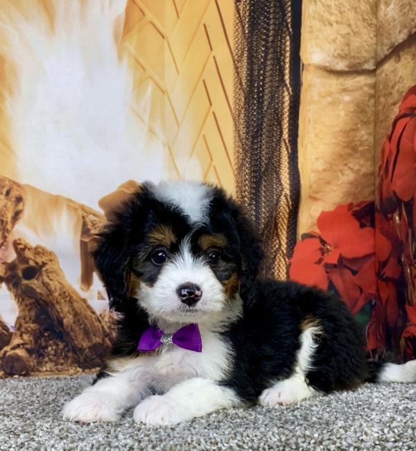 Photo of Ms. Hailey the Mini-Bernedoodle puppy