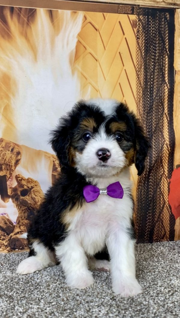 Photo of Ms. Hailey the Mini-Bernedoodle puppy