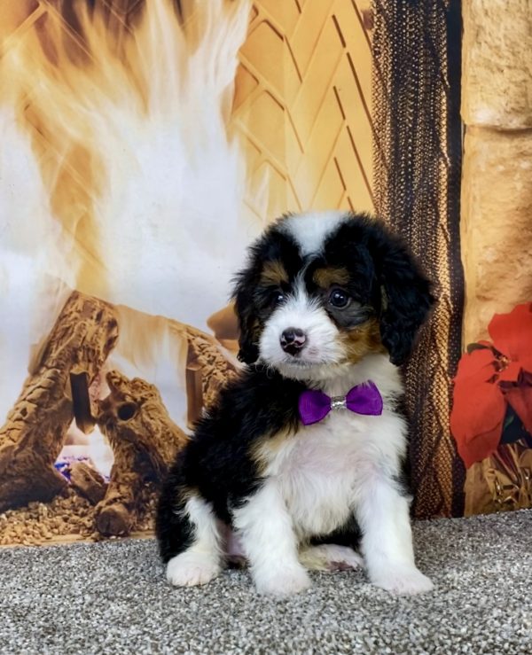 Photo of Ms. Hailey the Mini-Bernedoodle puppy