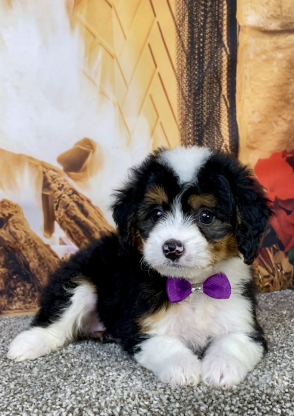 Photo of Ms. Hailey the Mini-Bernedoodle puppy