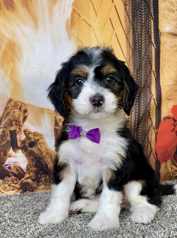 Ms. Harmony the Mini-Bernedoodle puppy