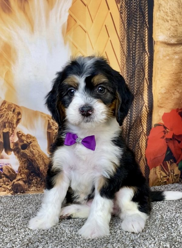 Photo of Ms. Harmony the Mini-Bernedoodle puppy