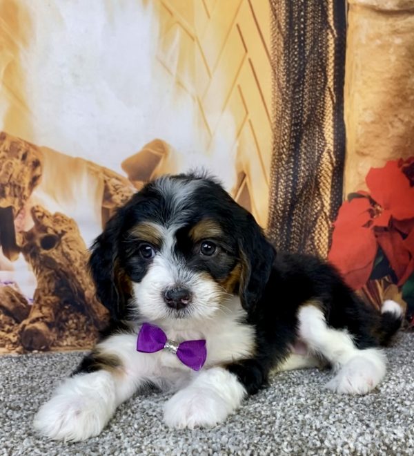 Photo of Ms. Harmony the Mini-Bernedoodle puppy