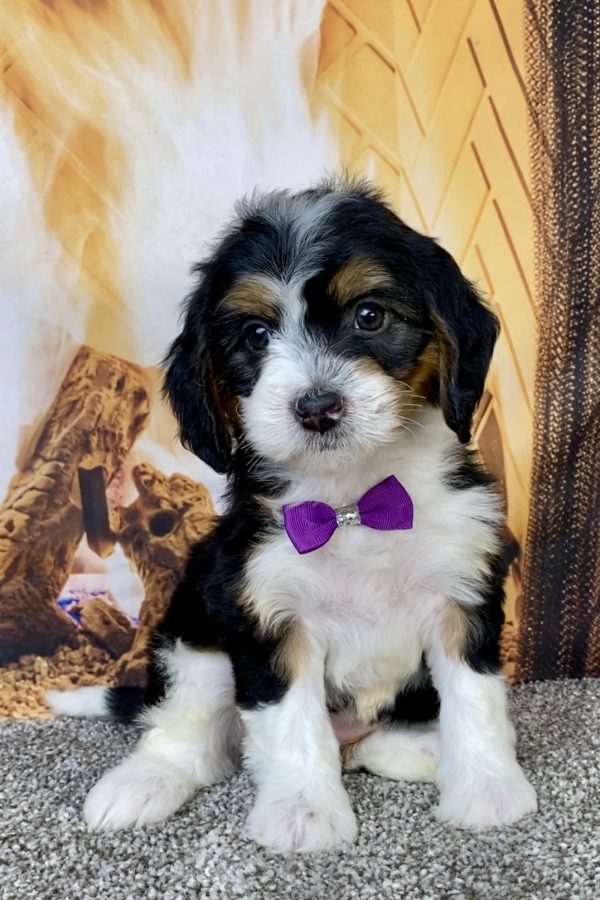 Photo of Ms. Harmony the Mini-Bernedoodle puppy
