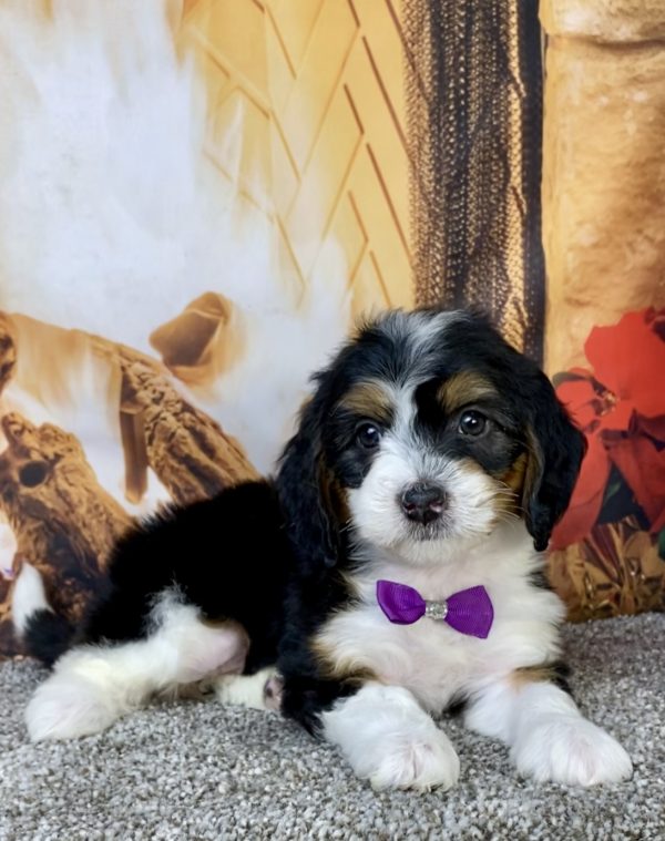 Photo of Ms. Harmony the Mini-Bernedoodle puppy
