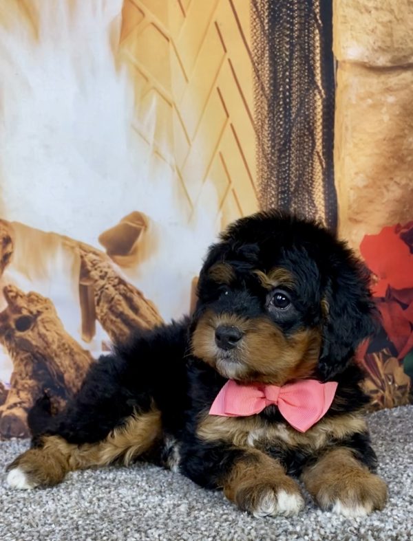 Photo of Ms. Hazel the Mini-Bernedoodle puppy