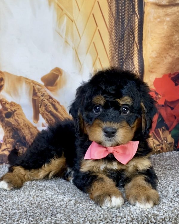 Photo of Ms. Hazel the Mini-Bernedoodle puppy